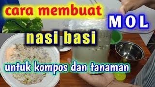 Cara Membuat MOL Nasi Basi || Untuk Kompos dan Tanaman