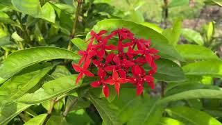 Jurong Lake Gardens | Chinese Garden, Singapore