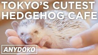 Cutest Hedgehog Cafe In Tokyo!