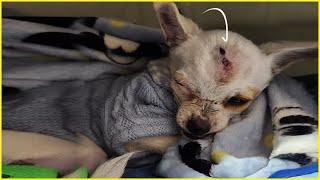 His Owner is a Devil! Puppy’s Tearful End After Living with an Inhumane Owner