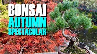 Bonsai: Spectacular Autumn Colours