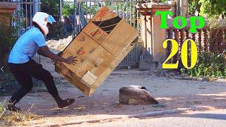 Wow !! TOP 20 Super Huge Box vs Prank Sleep Dogs Very Funny