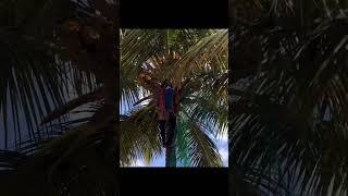 Professional! Coconut tree safety net installation. Not for the faint hearted!