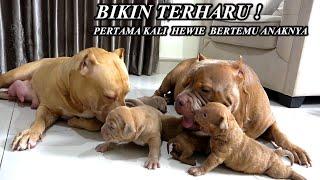 BIKIN TERHARU ! REAKSI PERTAMA KALI HEWIE PITBULL BERTEMU ANAKNYA  #HEWIE PITBULL