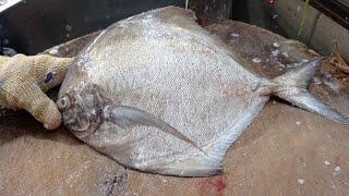 BLACK POMFRET FISH CUTTING BY FRESH FISH CUTTING SKILL