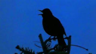 Blackbird Singing at 4.30am | Dawn Chorus