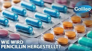 Die Antibiotika-Fabrik des Westens: Wie wird Penicillin hergestellt?