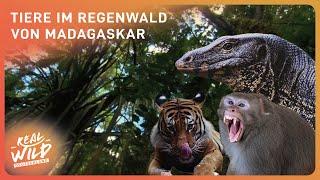 In den Tiefen des Regenwalds - Ganze Doku | Real Wild Deutschland