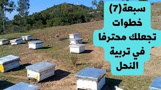 سبعة  خطوات تجعلك محترفا في تربية النحل / تعلم تربية النحل في أربعة دقائق /Beekeeping