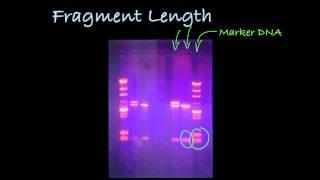 Determining DNA Fragment Length in a Gel