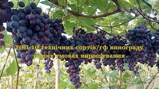 Виноград на Волині. ТОП-10 ТЕХНІЧНИХ сортів винограду в моїх умовах вирощування