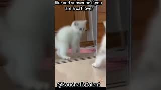 funny and cute cats...#shorys #cute #funnyvideo