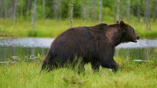 big adult brown bear walking in the forest bw