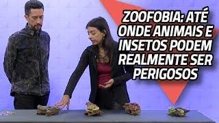 Zoofobia: até onde animais e insetos podem realmente ser perigosos | 05/08/2019 | DE TUDO UM POUCO