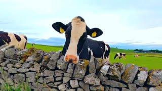 4K Cows in a field! English Countryside