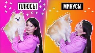 ПЛЮСЫ И МИНУСЫ ШПИЦА | ЧТО НУЖНО ЗНАТЬ