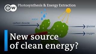 Scientists have found a way to extract energy from photosynthesis | DW News