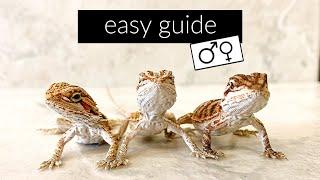 How to Find the Sex of Your Bearded Dragon