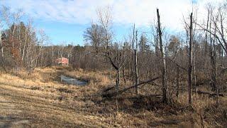 Baxter OKs Tree Clearing on Land for Proposed Commercial Development | Lakeland News