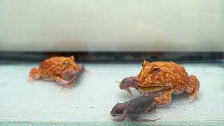 Strawberry Pacman Frogs Eats 4 baby mice | Warning Live Feeding