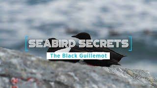 Seabird Secrets | Episode 1: The Black Guillemot