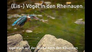 Unglaublich!!! Eisvogel schnappt sich einen Frosch | eigentlich auf der Suche nach den Käuzen |