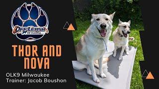 3 & 4 year old German Shepard Mix “Thor & Nova” / Sibling Rivalry Overcome / Milwaukee Dog Trainers