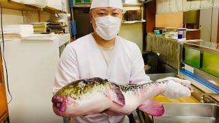 Dangerous But Yummy! Check Out How BIG This Pufferfish Is!