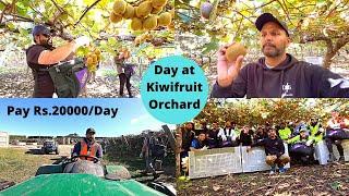 How Kiwifruit is Picked in New Zealand || ਕਿਵੇ ਟੁੱਟਦਾ ਨਿਉਜੀਲੈਂਡ ਦਾ ਕੀਵੀ ਫਰੂਟ || Pay Rs.20,000/Day ??