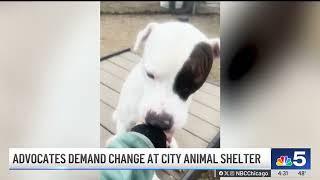 After 3,600+ animals euthanized last year, activists DEMAND CHANGE at Chicago animal shelter