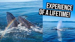 Whale Watching Tour in Victoria, BC & 7 Whale Watching Tips