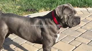 Blue cane corso obedience training