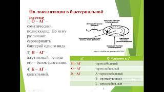 Лекция 1 - Микробиологические аспекты изучения иммунитета