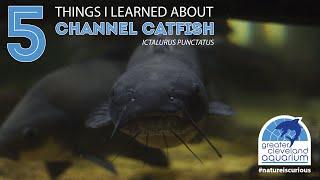 5 Things I Learned About Channel Catfish @CLEAquarium