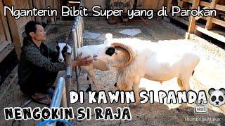 NGANTERIN BIBIT SUPER YANG MAU DIPAROKAN