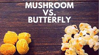 The types of popcorn kernels- Mushroom & Butterfly