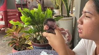 Mom Very Gentle Talk Play To Lil Baby Monkey Shiba