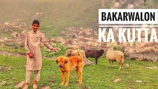 Untold story of Bakarwal's Dog | Bakarwal ka kutta | Episode 3|