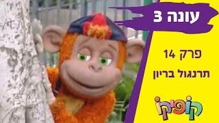 קופיקו עונה 3 פרק 14   תרנגול בריון