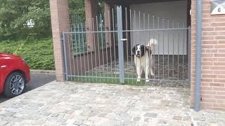 MOSCOW WATCHDOG - A MODERN DAY SAINT BERNARD TYPE GUARD - small impression Vs. Patterdale Estacado