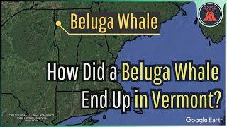 How Did a Beluga Whale End Up 150 Miles from the Ocean in Vermont?