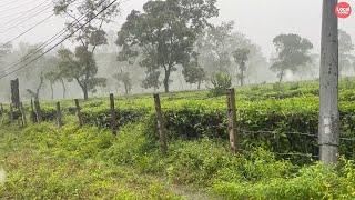 Rainy Day Walk Through the Remote Village with Tea Farm