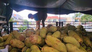 We Located A Truck Load Of Fresh Cempedak @ Only AU$2/Kg!