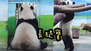 圓寶腿好長，站起來看起來好高啊～|熊貓貓熊The Giant Panda Yuan Yuan and Yuan Bao|台北市立動物園