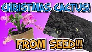 How to Grow Christmas Cactus From Seed