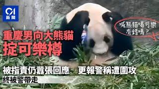 重慶男用可樂瓶扔向大熊貓　嚇到蘭香遭到其他遊客指責｜01新聞｜中國｜重動｜大熊貓｜動物｜警察