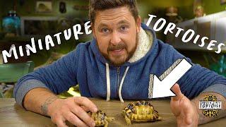 BEST Small Tortoise Habitat (How To!)