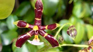 Обзор орхидей в марте.Третий эпизод.Phalaenopsis philippinensis, bronze maiden,manii black и другие