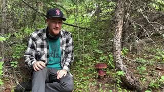 Foraging for Rocky Mountain Porcini (Boletus rubriceps) in Colorado