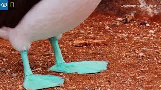 Dance of the Blue-Footed Booby | Galápagos | Lindblad Expeditions-National Geographic